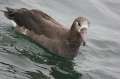 Black-footed Albatross